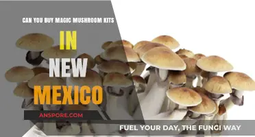 Buying Magic Mushroom Kits in New Mexico: Legal or Not?