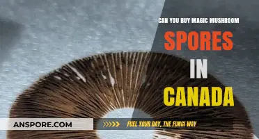 Buying Magic Mushroom Spores in Canada: Legalities and Options
