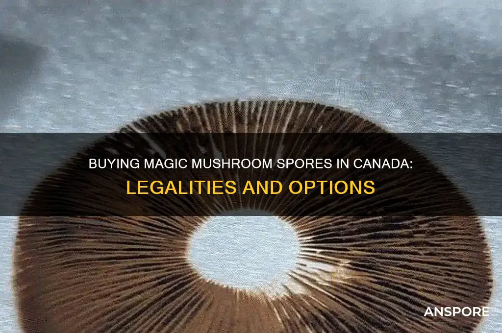can you buy magic mushroom spores in canada