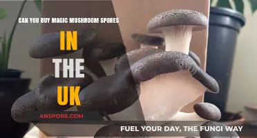 Buying Magic Mushroom Spores in the UK: Legal or Not?
