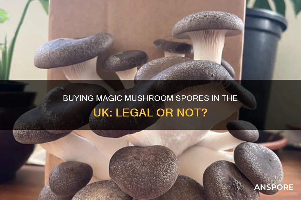 can you buy magic mushroom spores in the uk