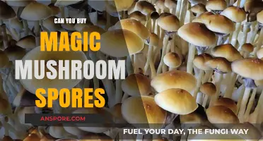 Buying Magic Mushroom Spores: Legal, Safe, and Informed Choices