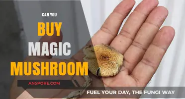 Exploring the Legality and Availability of Buying Magic Mushrooms