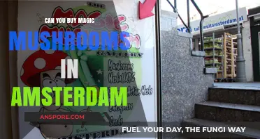 Exploring Amsterdam's Magic Mushroom Laws: Can Tourists Legally Purchase?