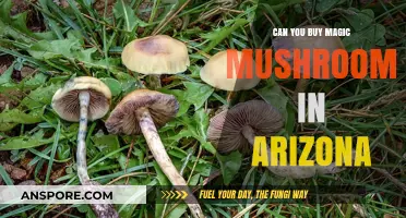 Buying Magic Mushrooms in Arizona: Legal Status and Availability Explained
