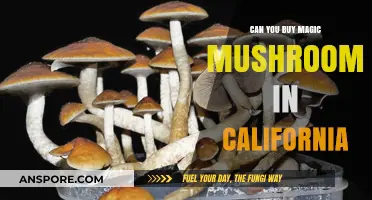 Buying Magic Mushrooms in California: Legal Status and Availability Explained
