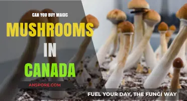 Buying Magic Mushrooms in Canada: Legal Status and Availability Explained