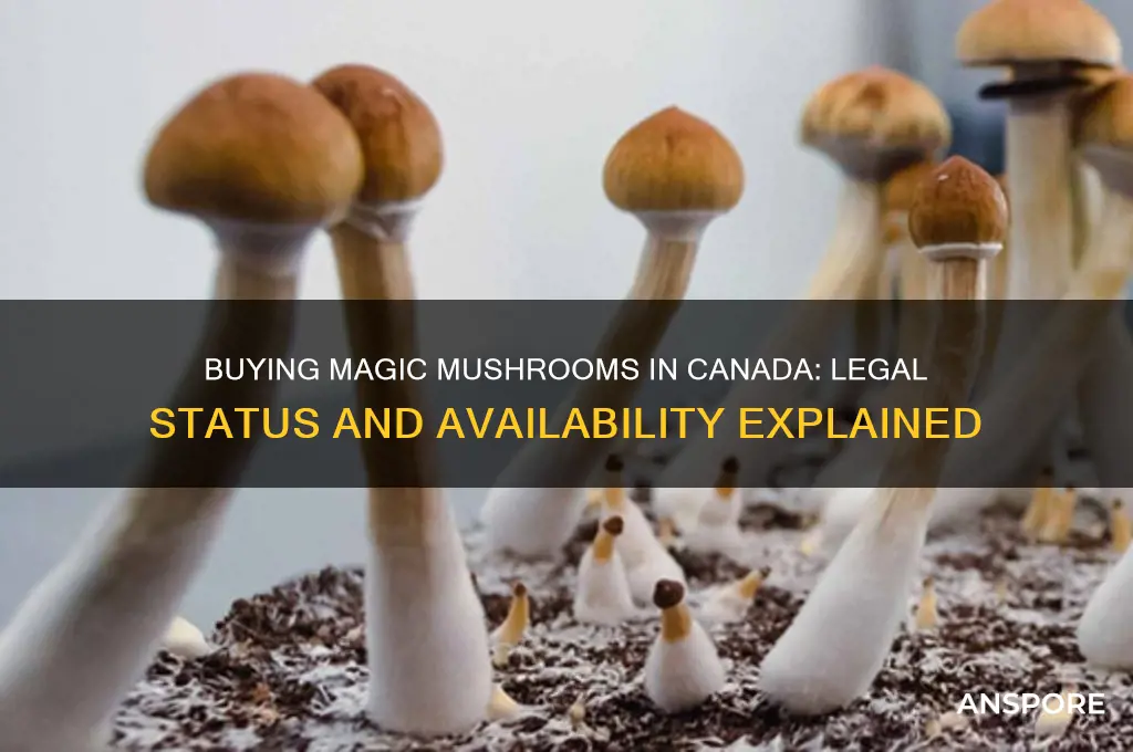 can you buy magic mushrooms in canada