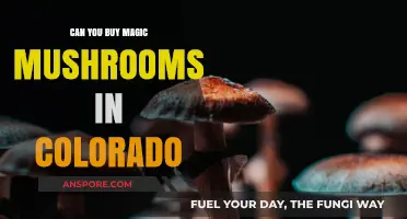 Exploring Colorado's Legal Landscape: Can You Buy Magic Mushrooms?