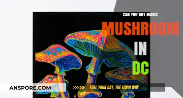 Exploring DC's Magic Mushroom Laws: Can You Legally Purchase?