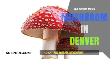 Denver's Magic Mushroom Laws: Where and How to Purchase Legally