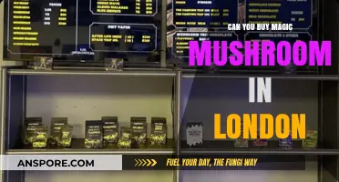 Where to Find Magic Mushrooms in London: Legal or Not?