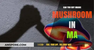 Buying Magic Mushrooms in Massachusetts: Legal Status and Availability Explained