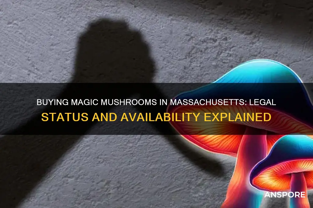 can you buy magic mushrooms in ma