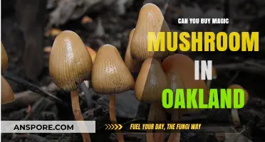 Where to Find Magic Mushrooms in Oakland: Legal Options Explored