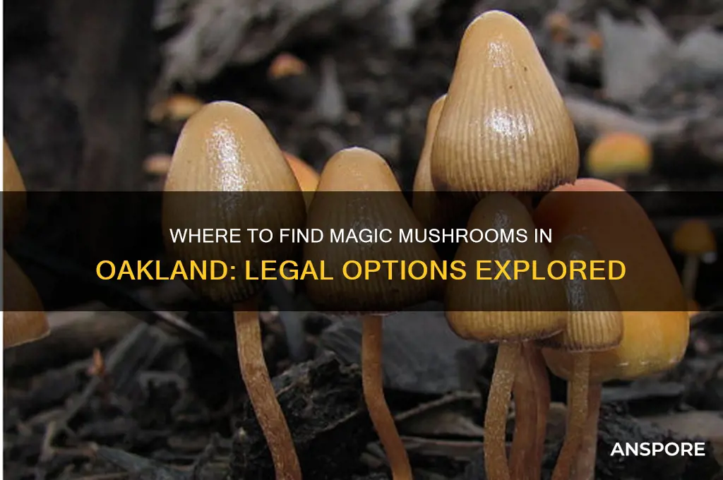 can you buy magic mushrooms in oakland