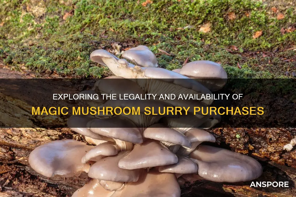 can you buy maguc mushroom slurry