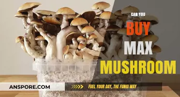 Exploring the Limits: Can You Buy Max Mushrooms Legally?