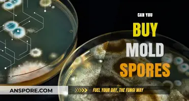 Where to Buy Mold Spores: A Comprehensive Guide for Researchers