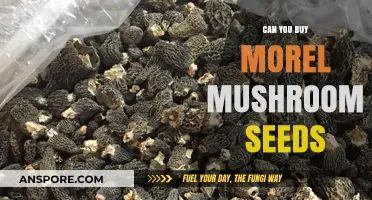 Can You Buy Morel Mushroom Seeds? The Truth Revealed