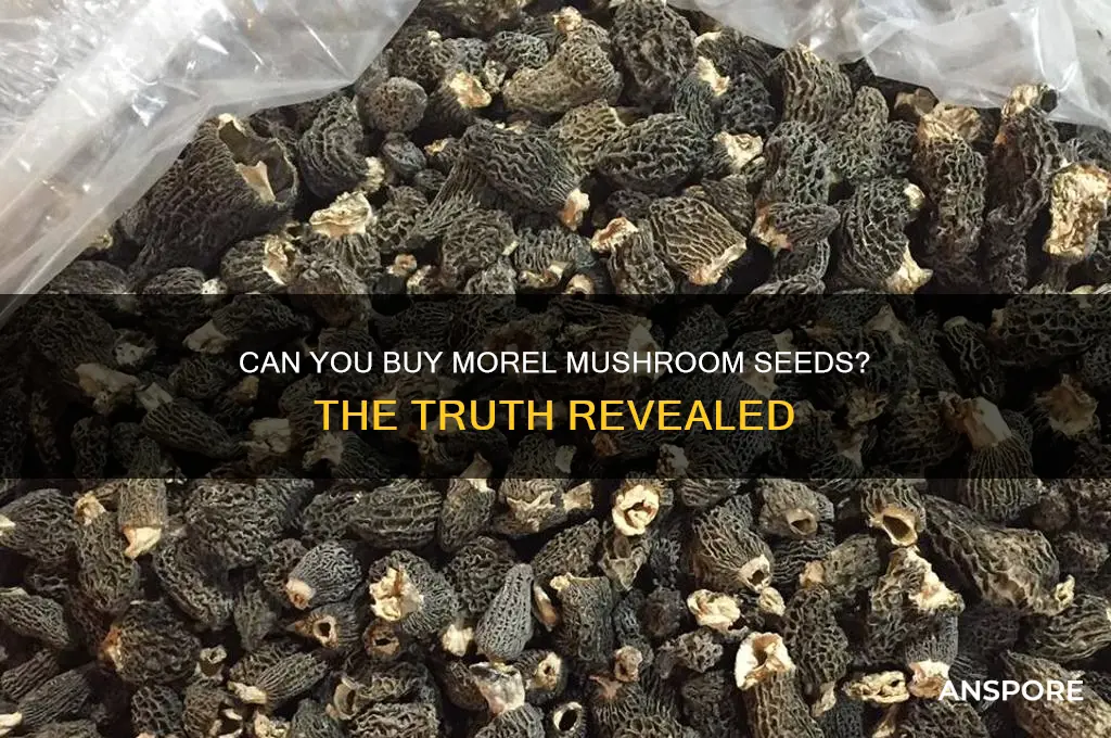 can you buy morel mushroom seeds