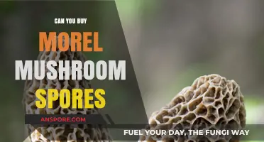 Where to Buy Morel Mushroom Spores: A Comprehensive Guide