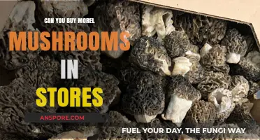 Where to Find Morel Mushrooms: Are They Available in Stores?