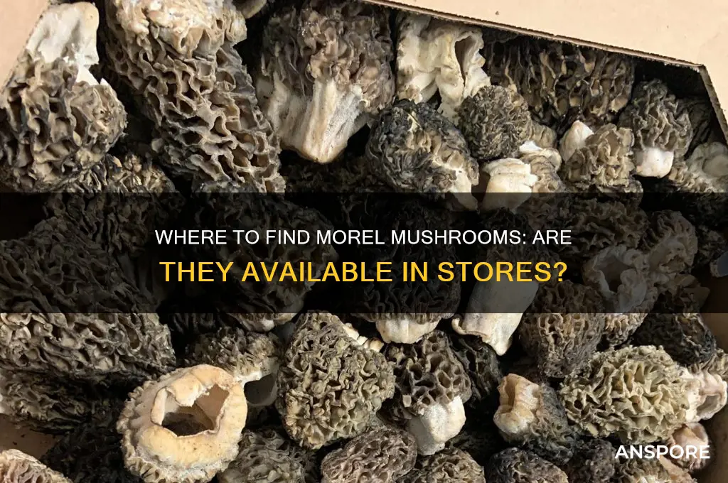can you buy morel mushrooms in stores
