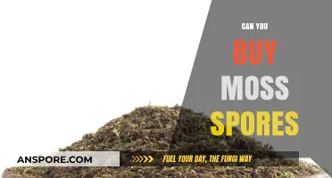 Where to Buy Moss Spores: A Comprehensive Guide for Enthusiasts