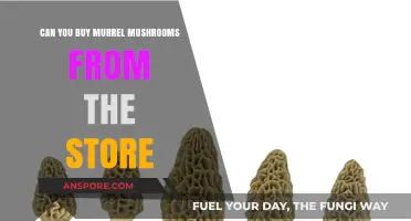 Where to Find Murrel Mushrooms: Are They Available in Stores?