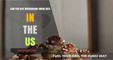 Where to Buy Mushroom Grow Kits in the United States