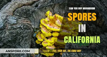 Buying Mushroom Spores in California: Legalities and Sources Explained