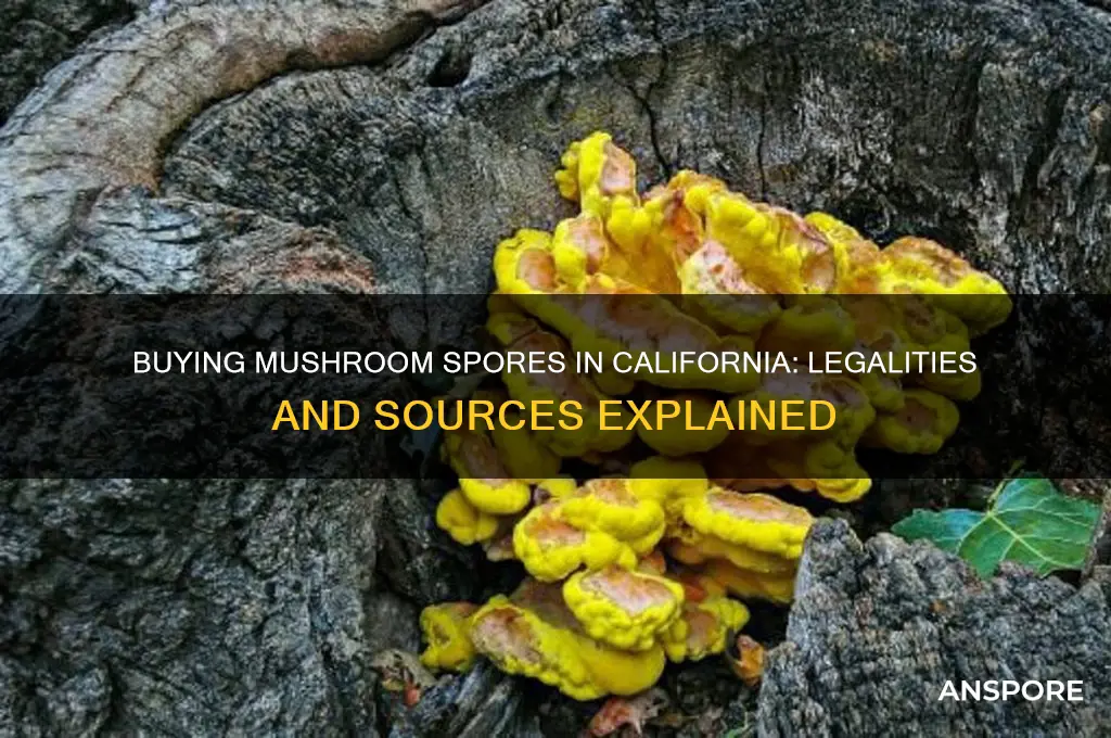 can you buy mushroom spores in california