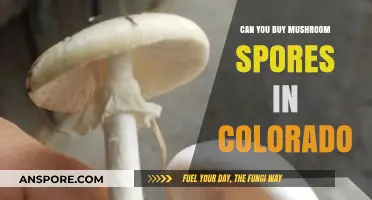 Buying Mushroom Spores in Colorado: Legalities and Sources Explained