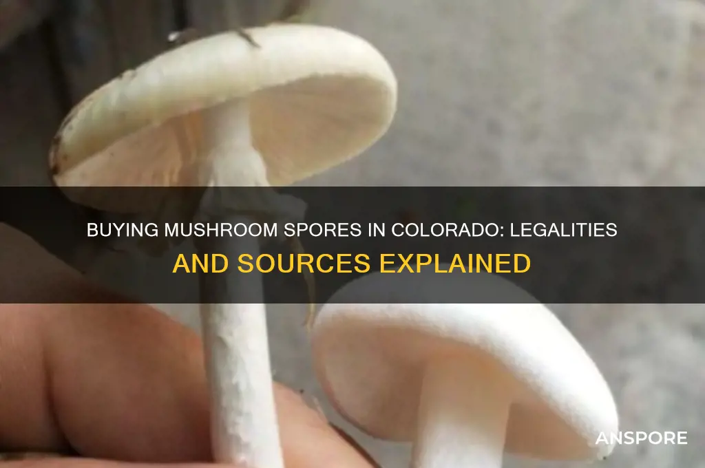 can you buy mushroom spores in colorado