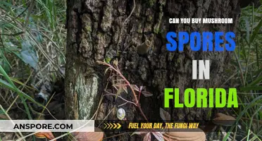 Buying Mushroom Spores in Florida: Legalities and Sources Explained