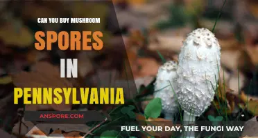 Buying Mushroom Spores in Pennsylvania: Legalities and Sources Explained