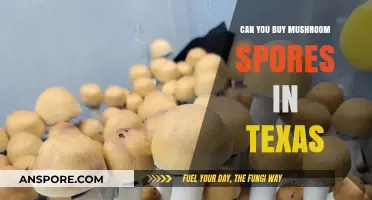 Buying Mushroom Spores in Texas: Legalities and Sources Explained