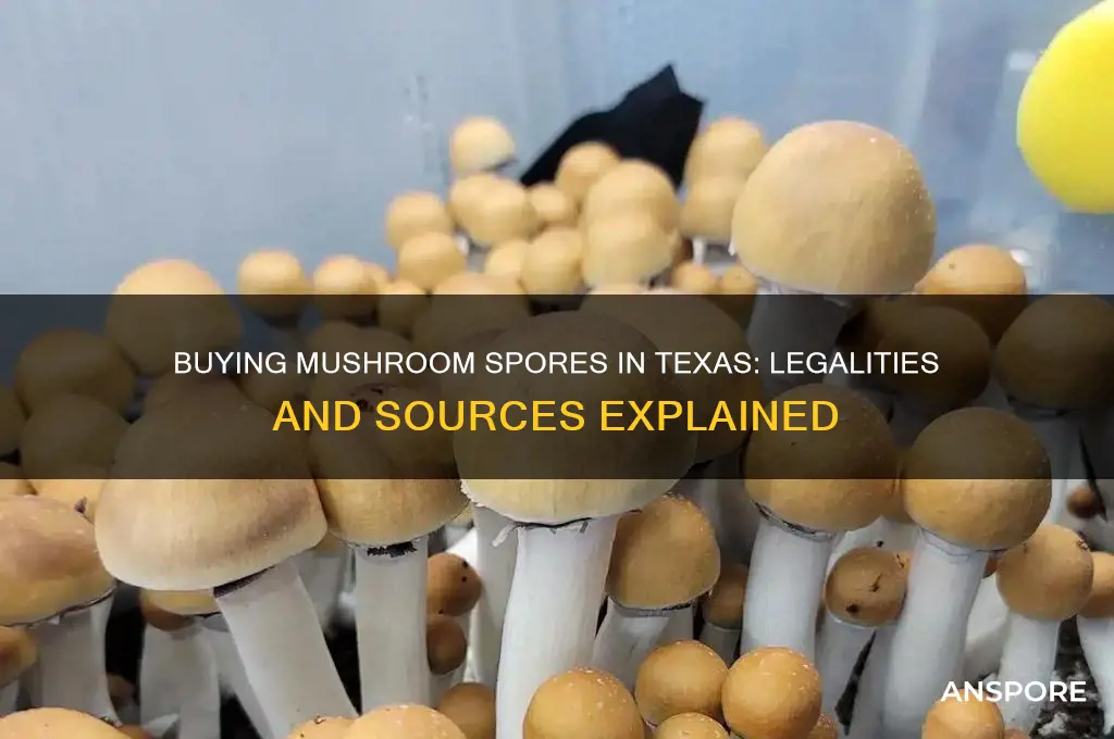can you buy mushroom spores in texas