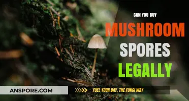 Legal Mushroom Spores: What You Need to Know Before Buying