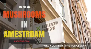 Exploring Amsterdam's Mushroom Market: Legalities and Where to Buy