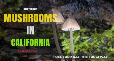 Buying Mushrooms in California: Legal Options and Where to Find Them