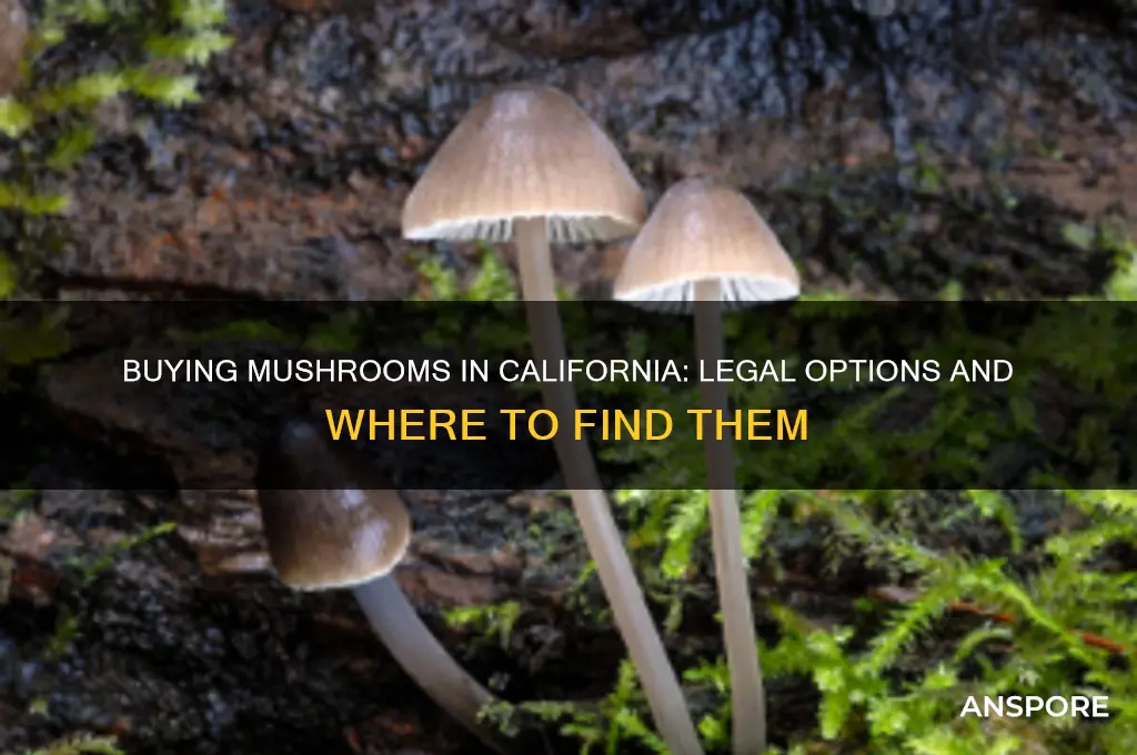 can you buy mushrooms in california