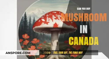 Buying Mushrooms in Canada: Legal Options and Availability Explained