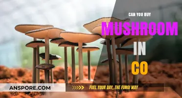 Where to Buy Mushrooms in Colorado: A Comprehensive Guide