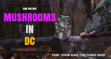 Where to Buy Mushrooms in DC: Legal Options and Tips