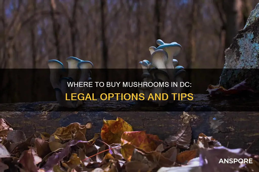 can you buy mushrooms in dc
