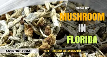 Buying Mushrooms in Florida: Legal Options and Where to Find Them