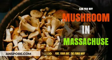 Buying Mushrooms in Massachusetts: Legal Options and Availability Explained