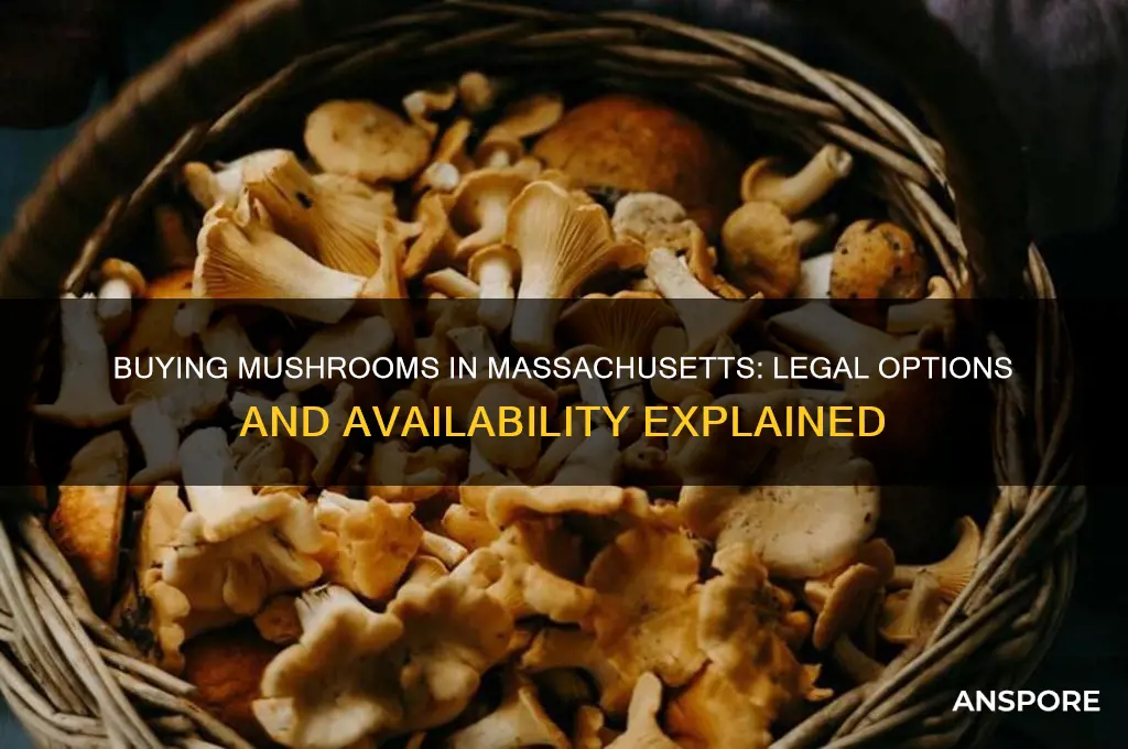 can you buy mushrooms in massachusetts